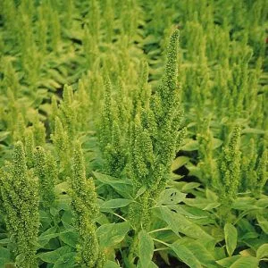 Amaranthus sanguineus nanus green thumb - Díszparéj (mag)