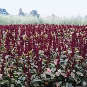 Amaranthus sanguineus nanus pygmy torch - Díszparéj (mag)