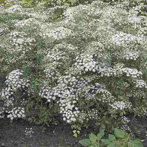 Ammi majus - Püspökvirág (mag)