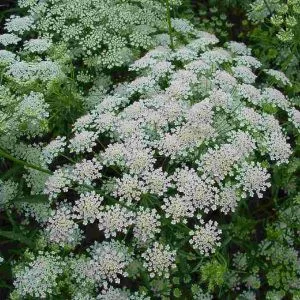 Ammi majus graceland - Püspökvirág (mag)