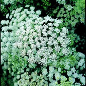 Ammi majus queen of africa - Püspökvirág (mag)