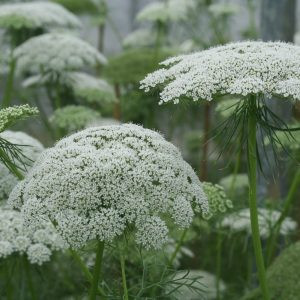 Ammi visnaga casablanca - Püspökvirág (mag)