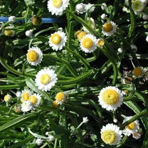 Ammobium alatum grandiflorum - Papírvirág (mag)