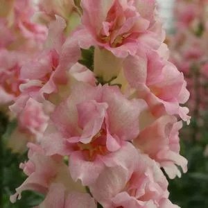   Antirrhinum majus doubleshot appleblossom - Oroszlánszáj (mag)