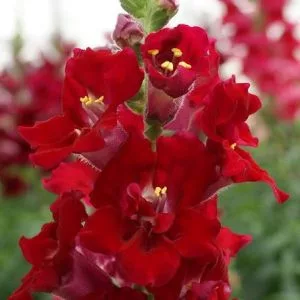   Antirrhinum majus doubleshot crimson red - Oroszlánszáj (mag)