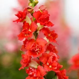   Antirrhinum majus doubleshot orange bicolor - Oroszlánszáj (mag)