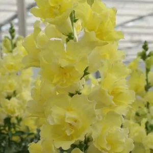 Antirrhinum majus doubleshot yellow - Oroszlánszáj (mag)