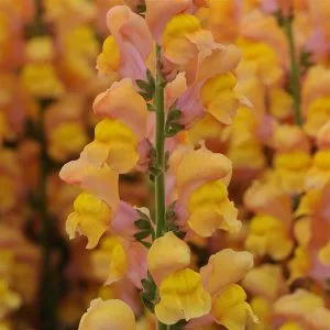   Antirrhinum majus early potomac orange - Oroszlánszáj (mag)