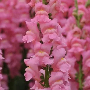 Antirrhinum majus early potomac pink - Oroszlánszáj (mag)