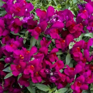   Antirrhinum majus f1 candy showers deep purple - Oroszlánszáj (mag)