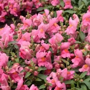   Antirrhinum majus f1 candy showers pink - Oroszlánszáj (mag)