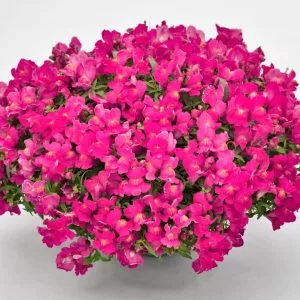   Antirrhinum majus f1 candy showers rose - Oroszlánszáj (mag)