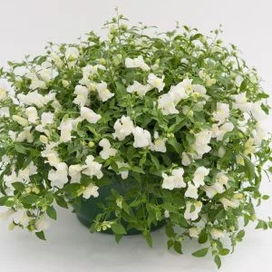   Antirrhinum majus f1 candy showers white - Oroszlánszáj (mag)