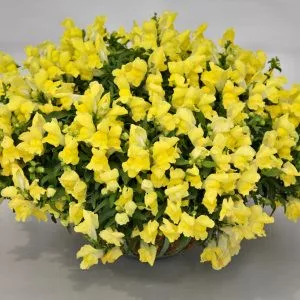   Antirrhinum majus f1 candy showers yellow - Oroszlánszáj (mag)