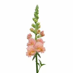   Antirrhinum majus f1 snapstar champagne - Oroszlánszáj (mag)