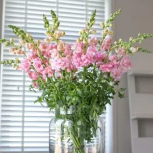 Antirrhinum majus f1 snapstar pink - Oroszlánszáj (mag)