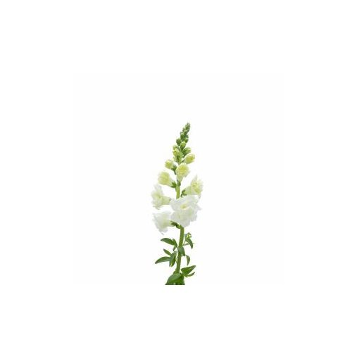 Antirrhinum majus f1 snapstar white - Oroszlánszáj (mag)