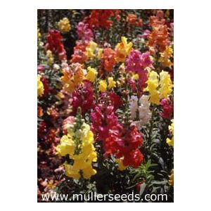   Antirrhinum majus grandiflorum mixture - Oroszlánszáj (mag)