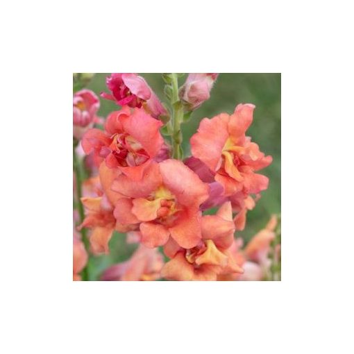 Antirrhinum majus madame butterfly bronze - Oroszlánszáj (mag)