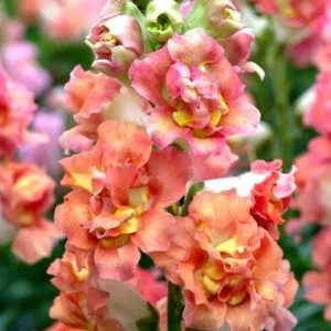   Antirrhinum majus madame butterfly bronze/white - Oroszlánszáj (mag)
