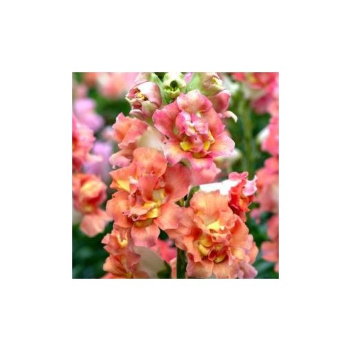 Antirrhinum majus madame butterfly bronze/white - Oroszlánszáj (mag)