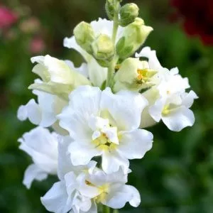   Antirrhinum majus madame butterfly ivory - Oroszlánszáj (mag)