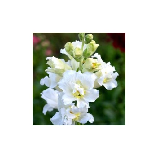 Antirrhinum majus madame butterfly ivory - Oroszlánszáj (mag)