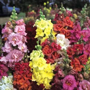   Antirrhinum majus madame butterfly mix - Oroszlánszáj (mag)