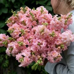   Antirrhinum majus madame butterfly pink - Oroszlánszáj (mag)