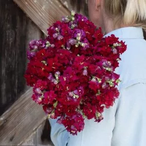  Antirrhinum majus madame butterfly red - Oroszlánszáj (mag)