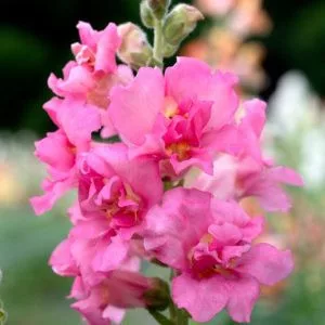   Antirrhinum majus madame butterfly rose - Oroszlánszáj (mag)