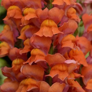   Antirrhinum majus maryland dark orange - Oroszlánszáj (mag)