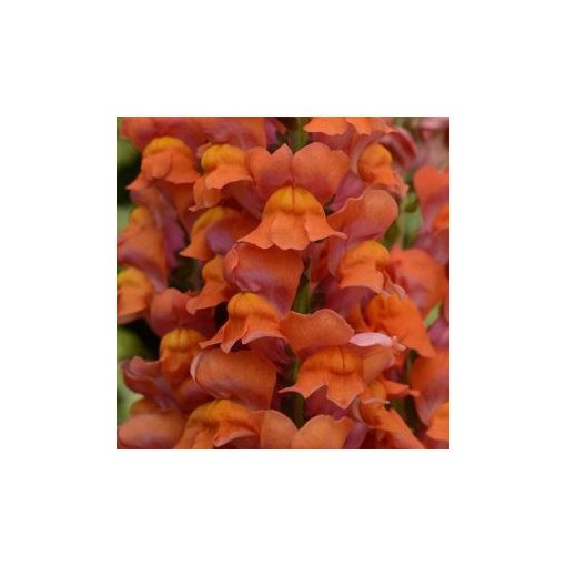 Antirrhinum majus maryland dark orange - Oroszlánszáj (mag)