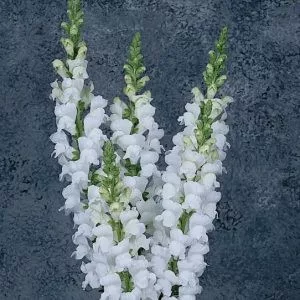 Antirrhinum majus maryland white - Oroszlánszáj (mag)