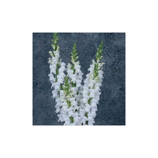 Antirrhinum majus maryland white - Oroszlánszáj (mag)