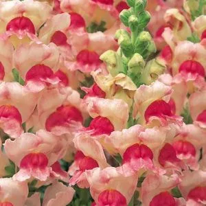   Antirrhinum majus opus iii/iv appleblossom - Oroszlánszáj (mag)