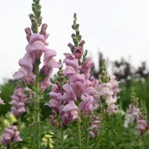   Antirrhinum majus opus iii/iv lavender - Oroszlánszáj (mag)