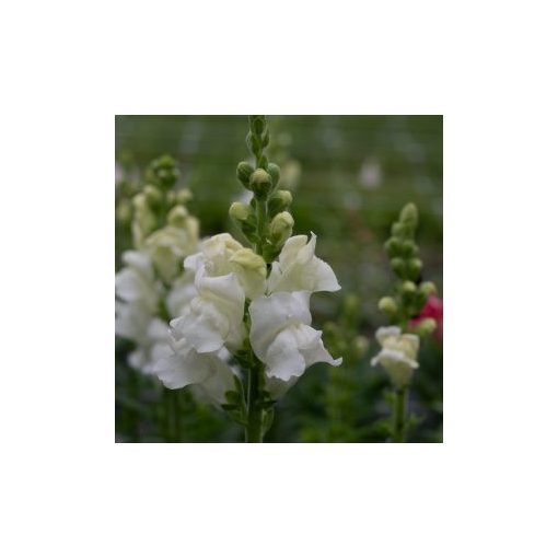 Antirrhinum majus opus iii/iv white - Oroszlánszáj (mag)