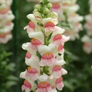   Antirrhinum majus potomac appleblossom (pills) - Oroszlánszáj (mag)