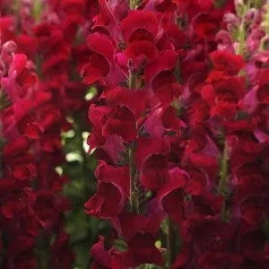 Antirrhinum majus potomac crimson - Oroszlánszáj (mag)