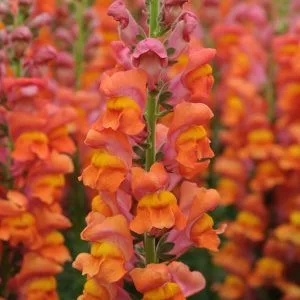 Antirrhinum majus potomac dark orange - Oroszlánszáj (mag)