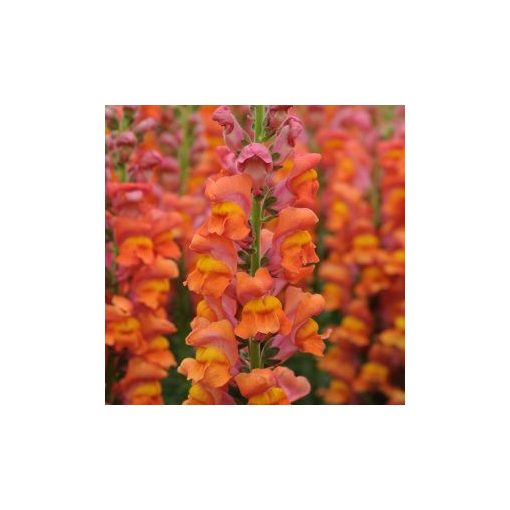 Antirrhinum majus potomac dark orange - Oroszlánszáj (mag)