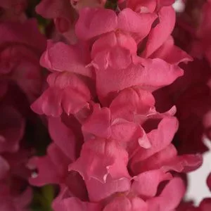 Antirrhinum majus potomac dark pink - Oroszlánszáj (mag)