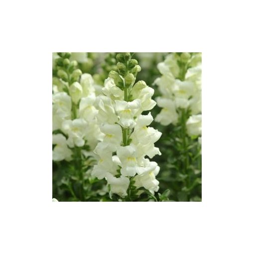 Antirrhinum majus potomac ivory white - Oroszlánszáj (mag)