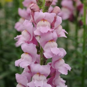 Antirrhinum majus potomac lavender - Oroszlánszáj (mag)