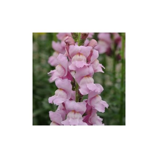 Antirrhinum majus potomac lavender - Oroszlánszáj (mag)