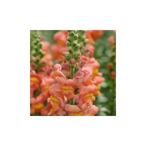 Antirrhinum majus potomac orange - Oroszlánszáj (mag)