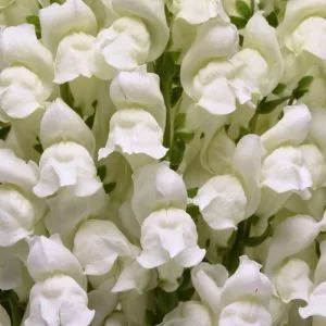 Antirrhinum majus potomac white - Oroszlánszáj (mag)
