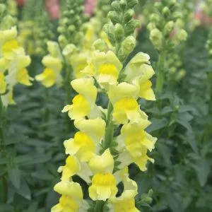 Antirrhinum majus potomac yellow - Oroszlánszáj (mag)