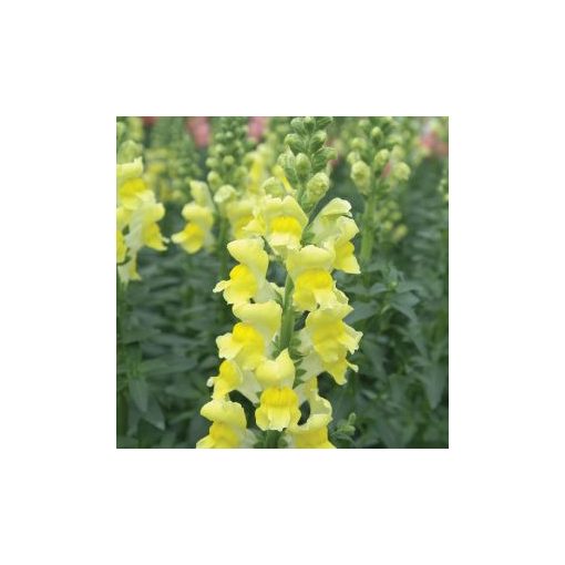 Antirrhinum majus potomac yellow - Oroszlánszáj (mag)